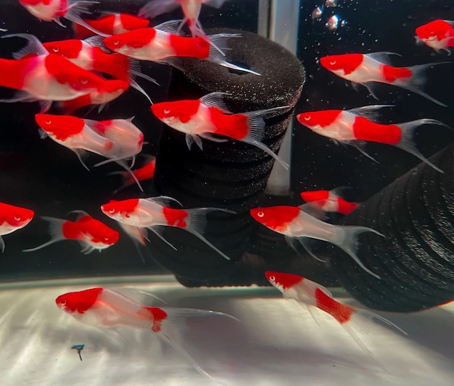 Mua bán cá và giá thành