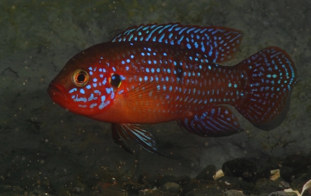 Thiết lập bể nuôi lý tưởng cho cá