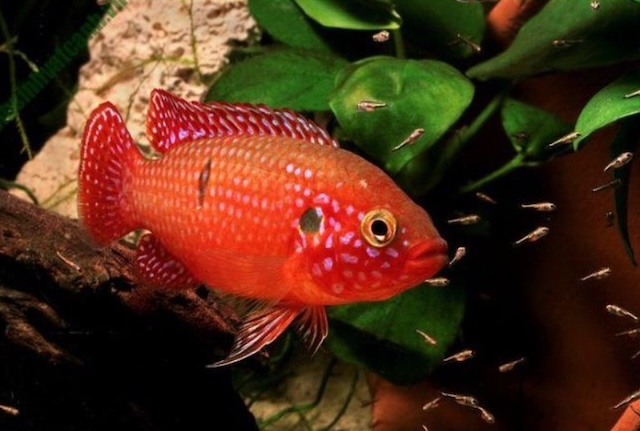 Kỹ thuật chăm sóc cá hàng ngày