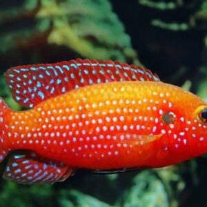 Mua bán cá kim cương đỏ và giá thành