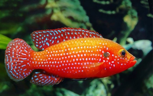 Mua bán cá kim cương đỏ và giá thành
