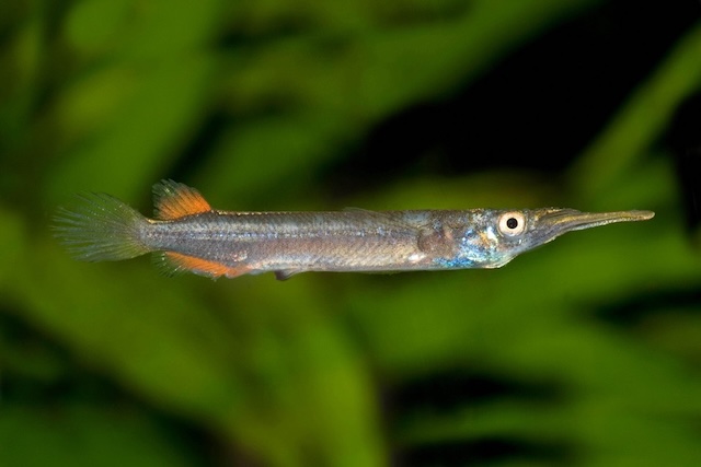 Nguồn gốc và phân bố tự nhiên của cá lìm kìm