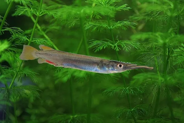 Thiết lập bể nuôi lý tưởng cho cá lìm kìm