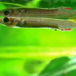 Kỹ thuật chăm sóc hàng ngày cho cá