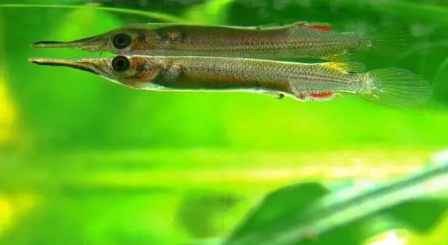 Kỹ thuật chăm sóc hàng ngày cho cá