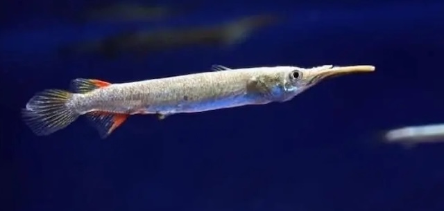 Mua bán cá và giá thành