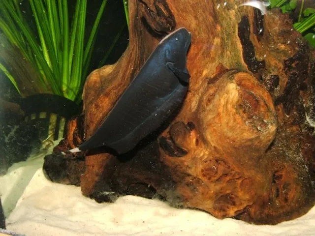 Chế độ dinh dưỡng cho cá