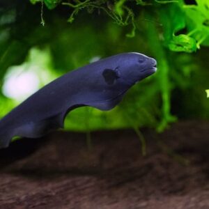 Sinh sản và nhân giống cá