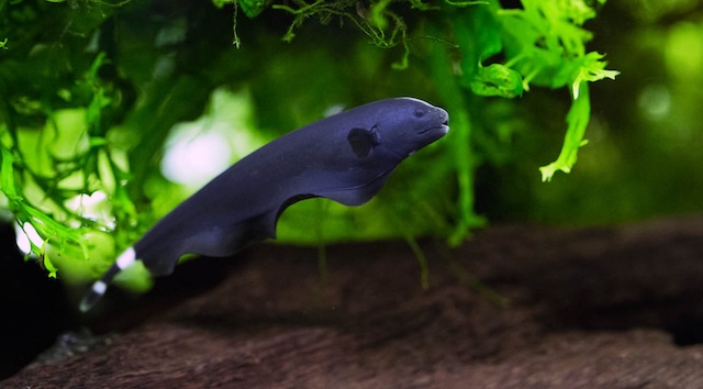 Sinh sản và nhân giống cá