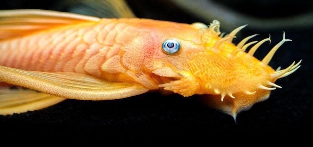 Thiết lập bể nuôi lý tưởng