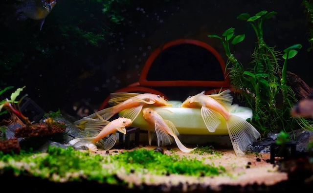 Kỹ thuật chăm sóc hàng ngày cho cá