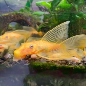 Sinh sản và nhân giống cá