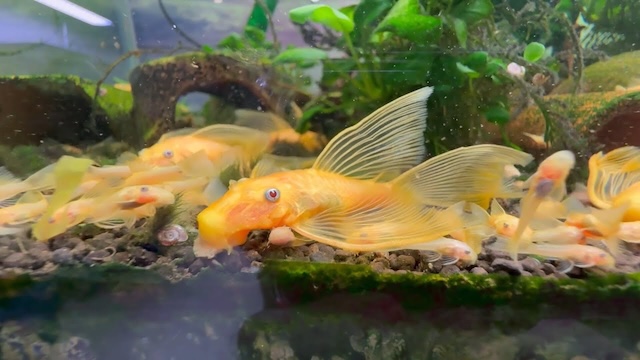 Sinh sản và nhân giống cá