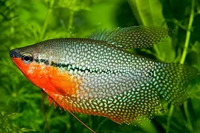 Đặc điểm nhận dạng và nguồn gốc cá mã giáp