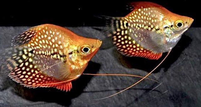 Chế độ dinh dưỡng cho cá