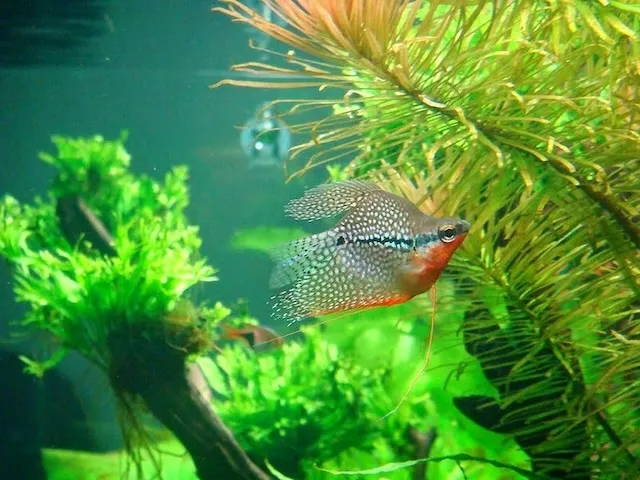 Sinh sản và nhân giống cá