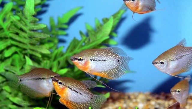 Mua bán cá và giá thành