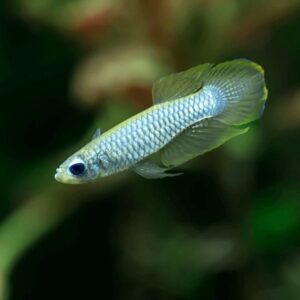 Chế độ dinh dưỡng cho cá