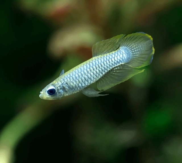 Chế độ dinh dưỡng cho cá