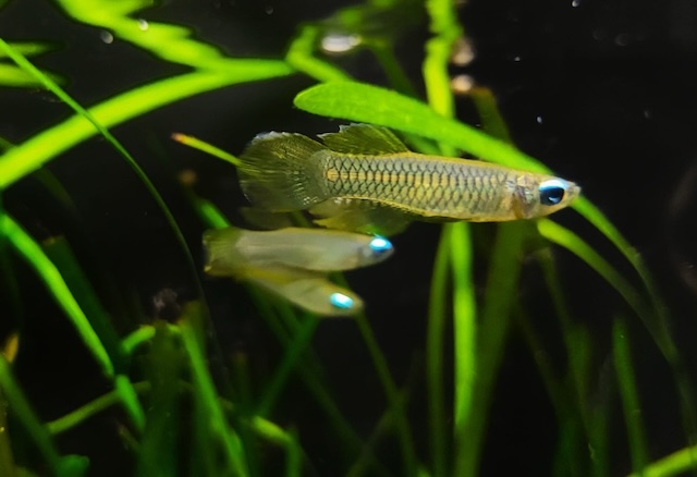 Sinh sản và nhân giống cá