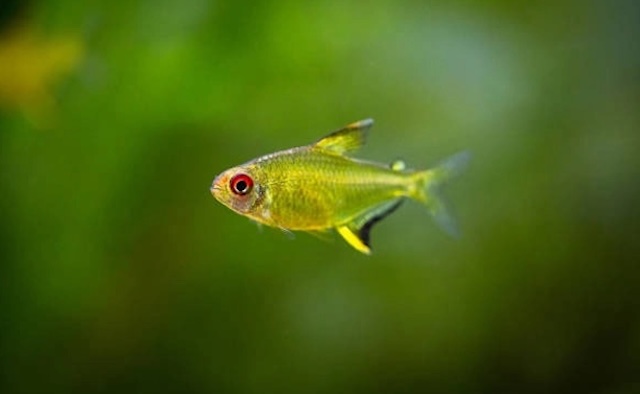 Đặc điểm nhận dạng và nguồn gốc cá mắt ngọc