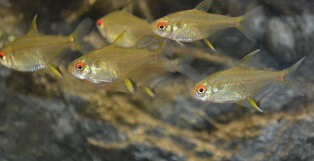 Thiết lập bể nuôi lý tưởng cho cá