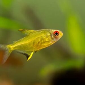 Sinh sản và nhân giống cá