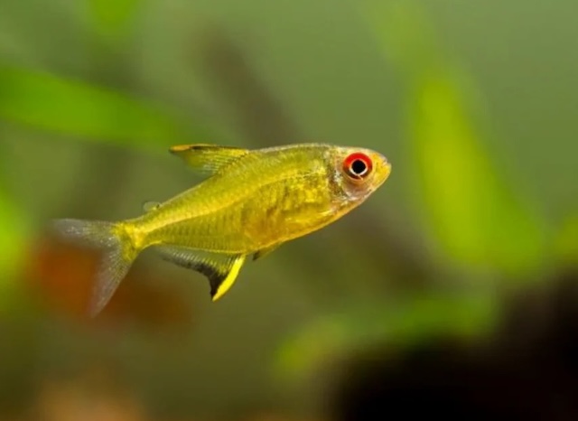 Sinh sản và nhân giống cá