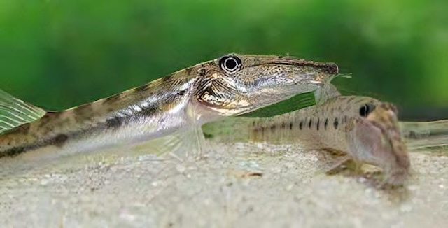 Đặc điểm nhận dạng và nguồn gốc cá mặt ngựa