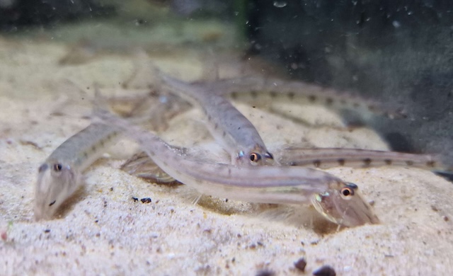 Kỹ thuật chăm sóc hàng ngày cho cá