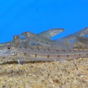 Bệnh thường gặp và phòng ngừa