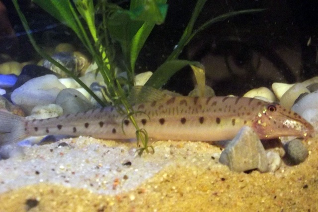 Mua bán cá và giá thành