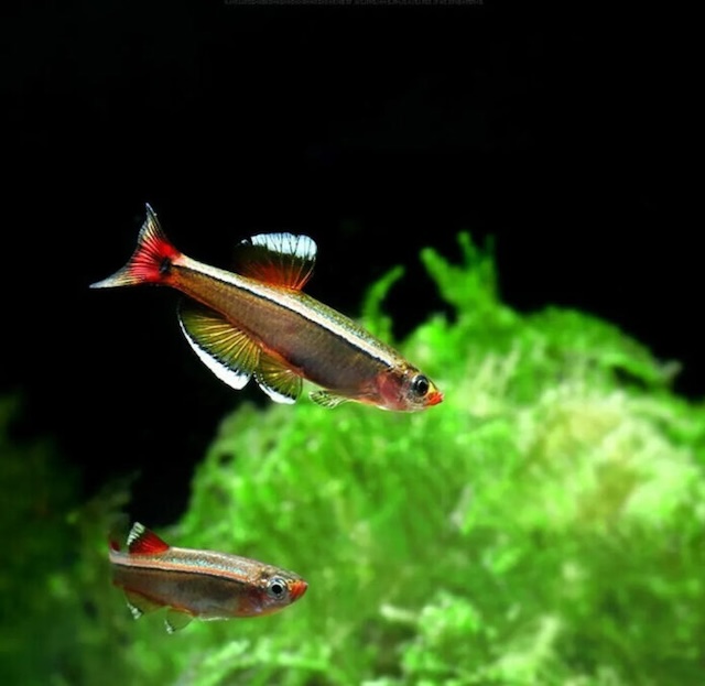 Nguồn gốc và phân bố tự nhiên của cá mây trắng