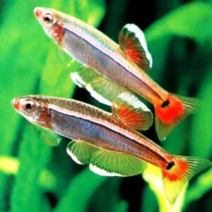 Thiết lập bể nuôi lý tưởng cho cá