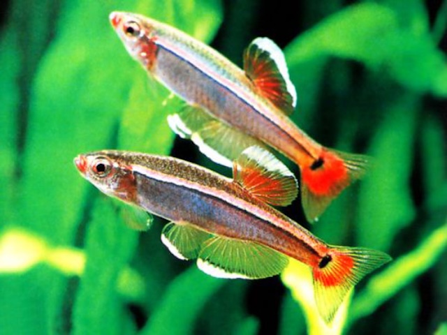 Thiết lập bể nuôi lý tưởng cho cá