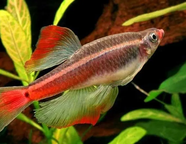 Kỹ thuật chăm sóc hằng ngày cho cá