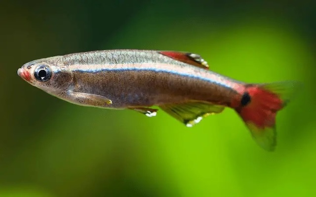 Sinh sản và nhân giống cho cá mây trắng