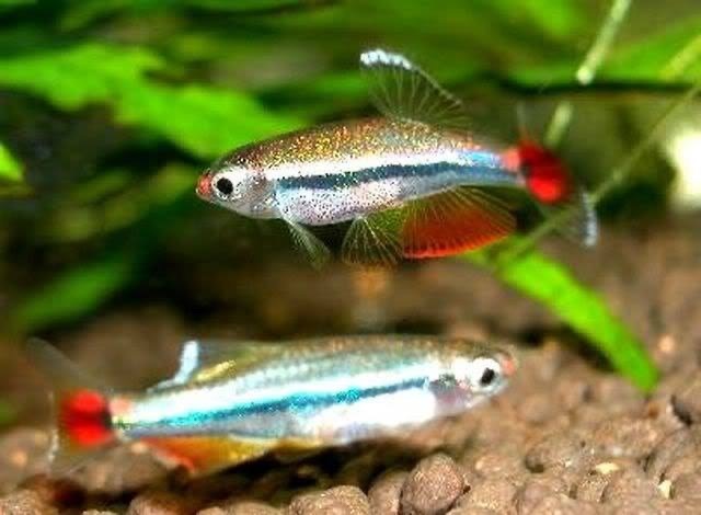 Mua bán cá và giá thành