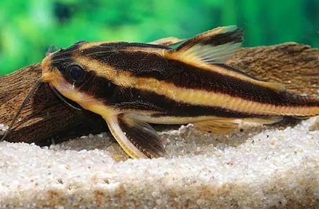 Đặc điểm nhận dạng và phân bố tự nhiên