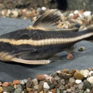 Kỹ thuật chăm sóc hàng ngày cho cá