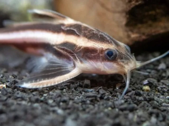 Sinh sản và nhân giống cá