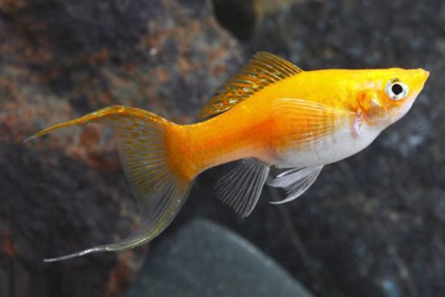 Chế độ dinh dưỡng cho cá