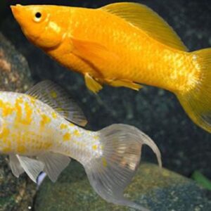 Kỹ thuật chăm sóc cá hàng ngày