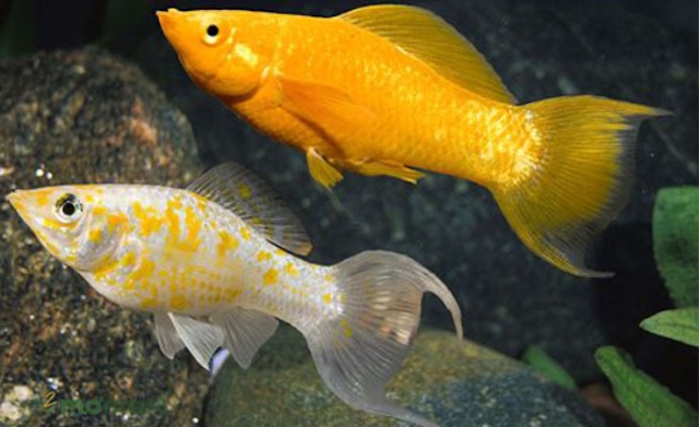 Kỹ thuật chăm sóc cá hàng ngày