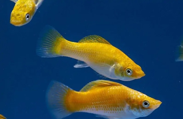 Bệnh thường gặp và phòng ngừa