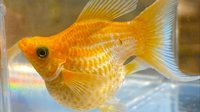 Mua bán cá và giá thành