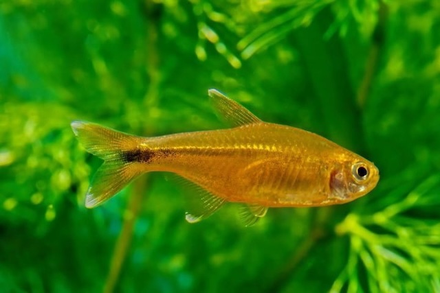 Thiết lập bể nuôi lý tưởng cho cá