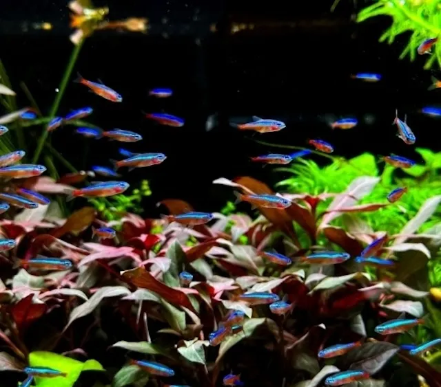 Sinh sản và nhân giống cá