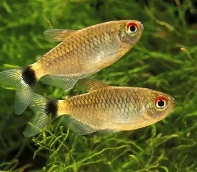 Đặc điểm nhận dạng và phân bố của cá ngân bình