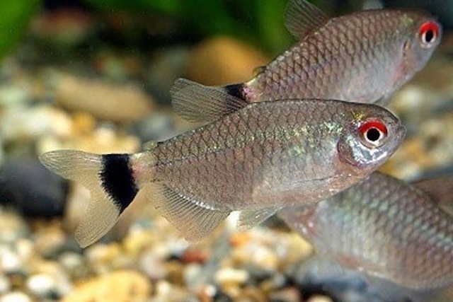 Thiết lập bể nuôi lý tưởng cho cá